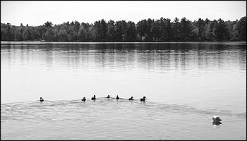 Ducks on the River